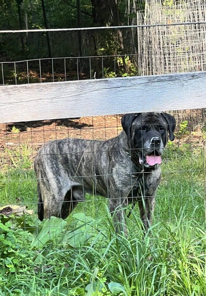 Enlarge Monty, a Adoptable Mastiff in Oswego, IL image 5/5
