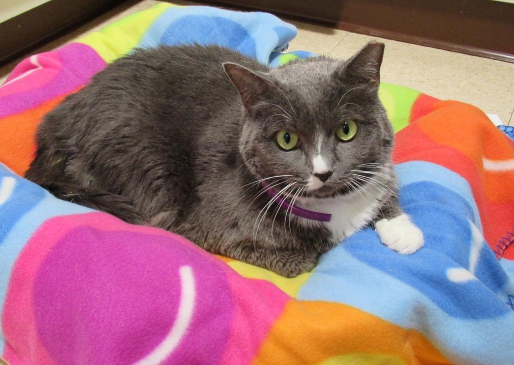 Dixie, Adoptable, Adult Female Domestic Short Hair.
