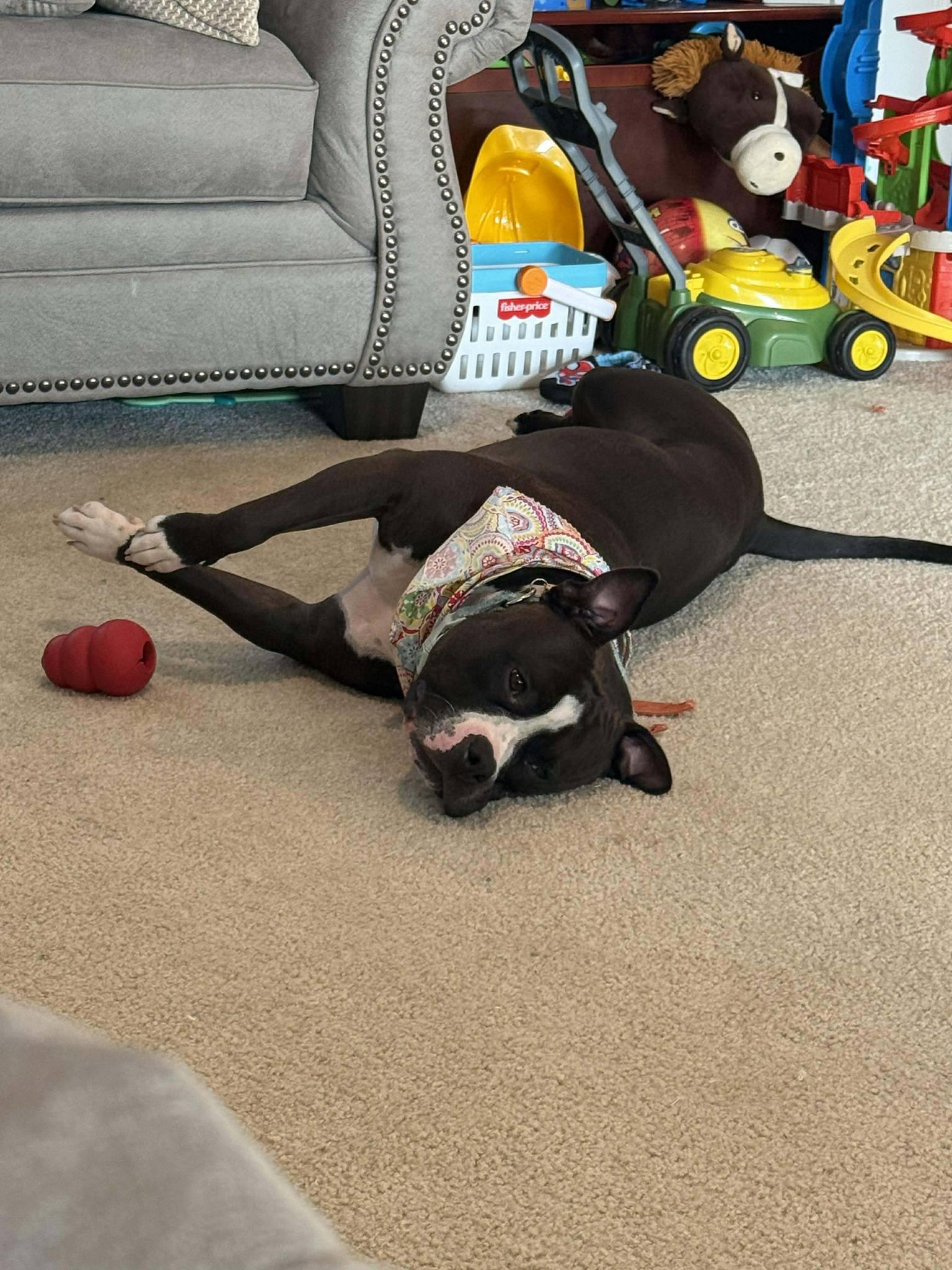 Enlarge Lucy, a ADOPTABLE mixed breed in Speedway, IN image 2/6