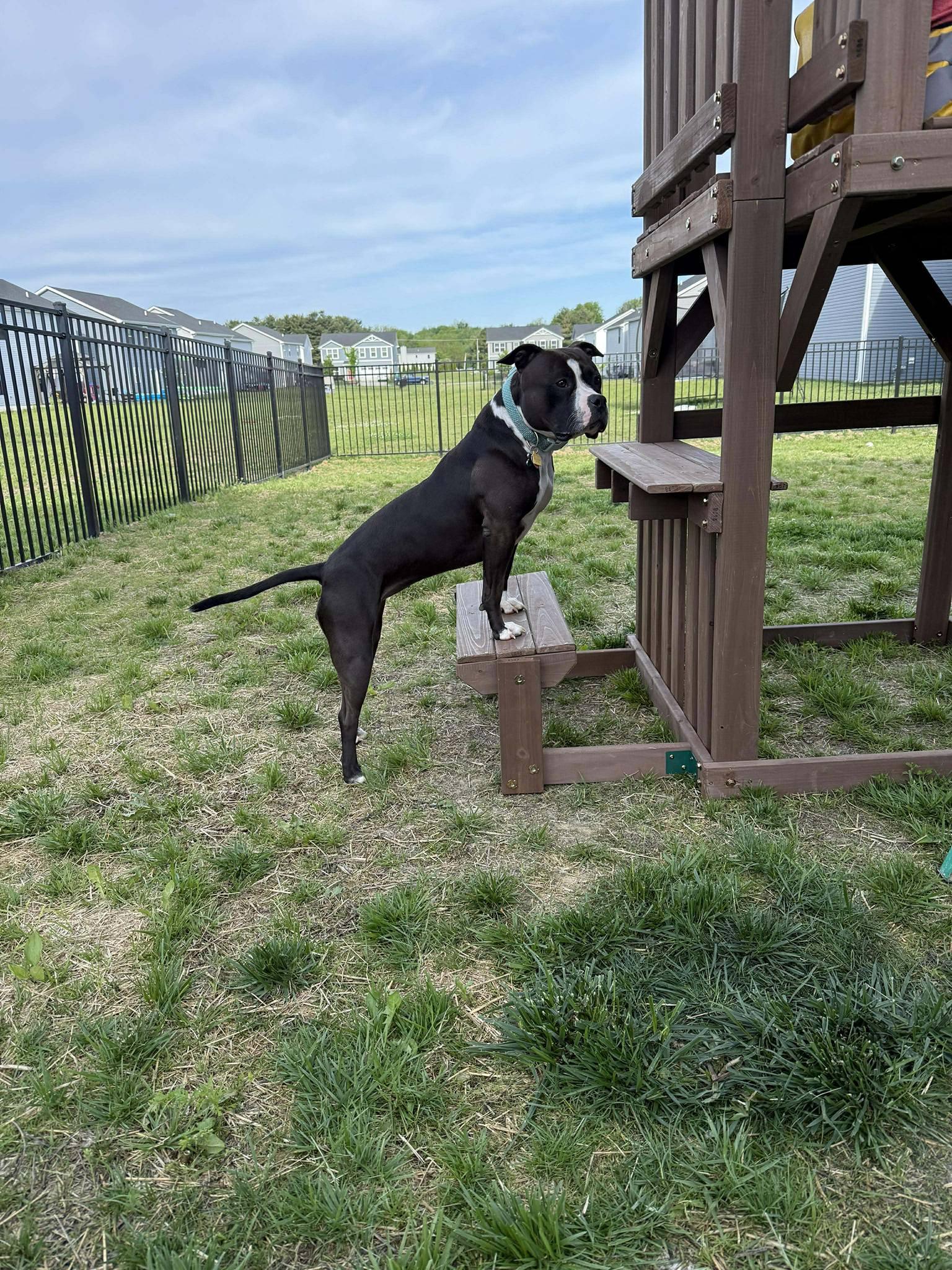 Enlarge Lucy, a ADOPTABLE mixed breed in Speedway, IN image 3/6