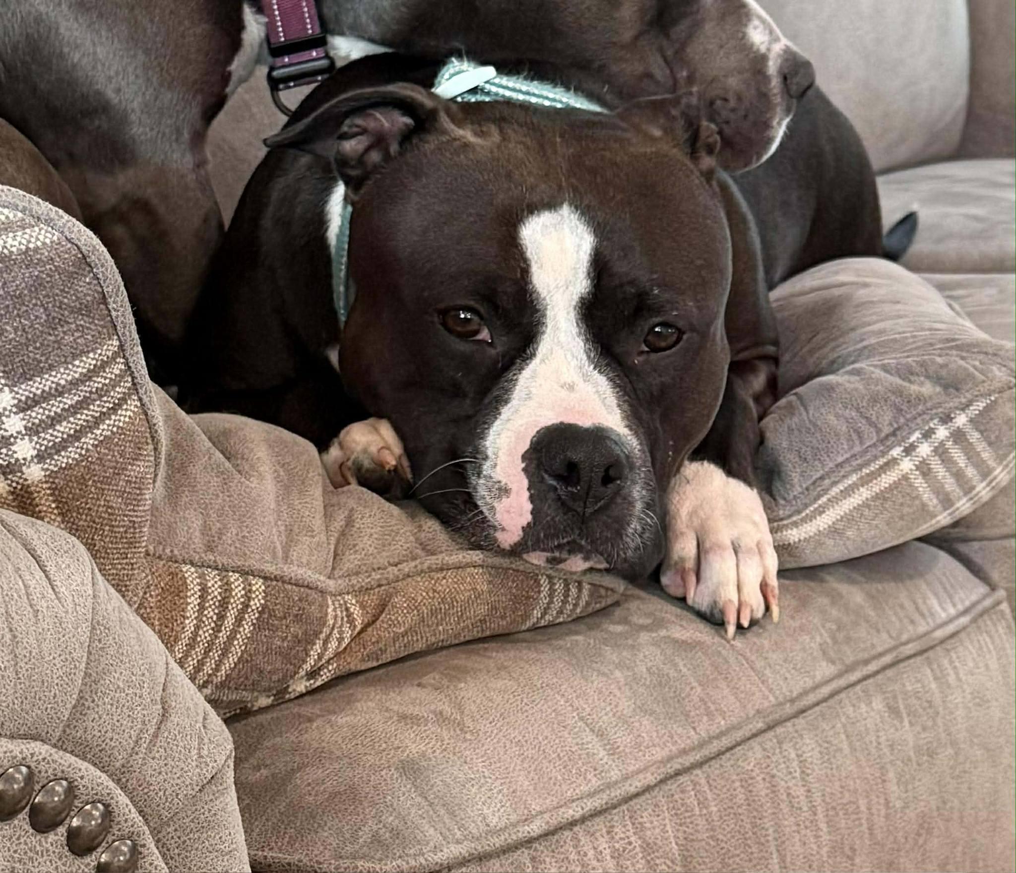 Enlarge Lucy, a ADOPTABLE mixed breed in Speedway, IN image 1/6