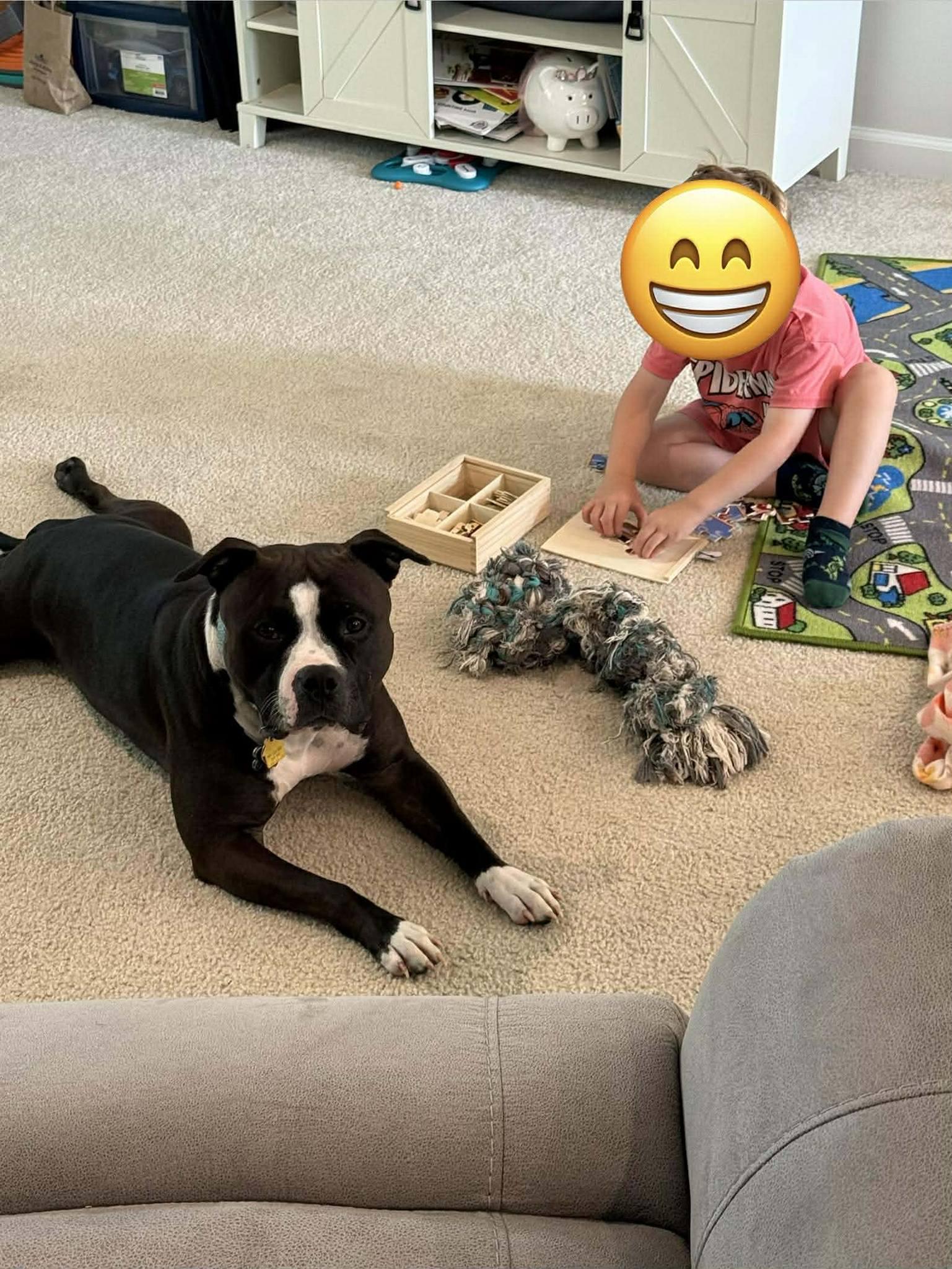 Enlarge Lucy, a ADOPTABLE mixed breed in Speedway, IN image 5/6