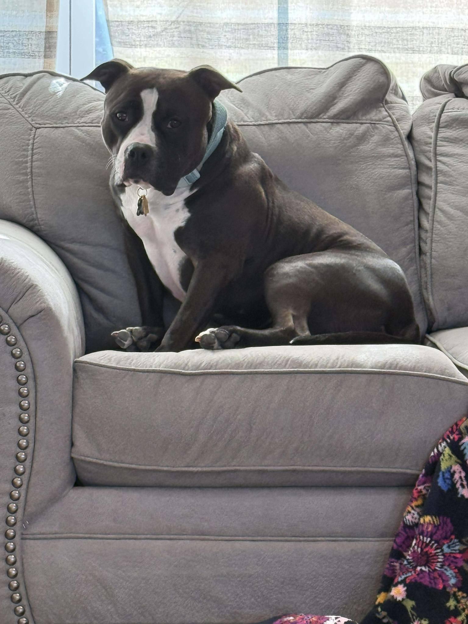 Enlarge Lucy, a ADOPTABLE mixed breed in Speedway, IN image 4/6