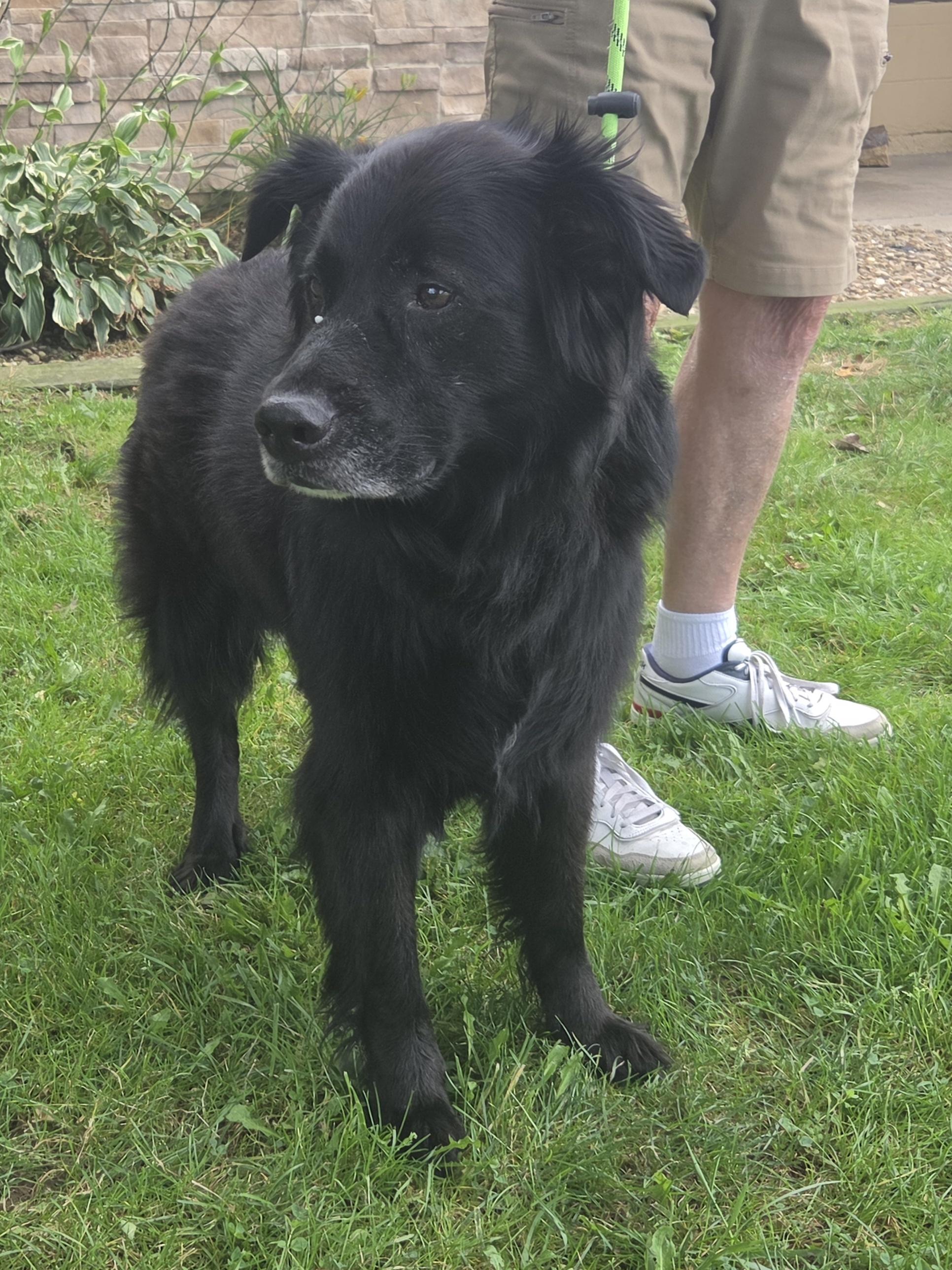 Willow, ADOPTABLE, Adult Female Newfoundland Dog & Sheep Dog.