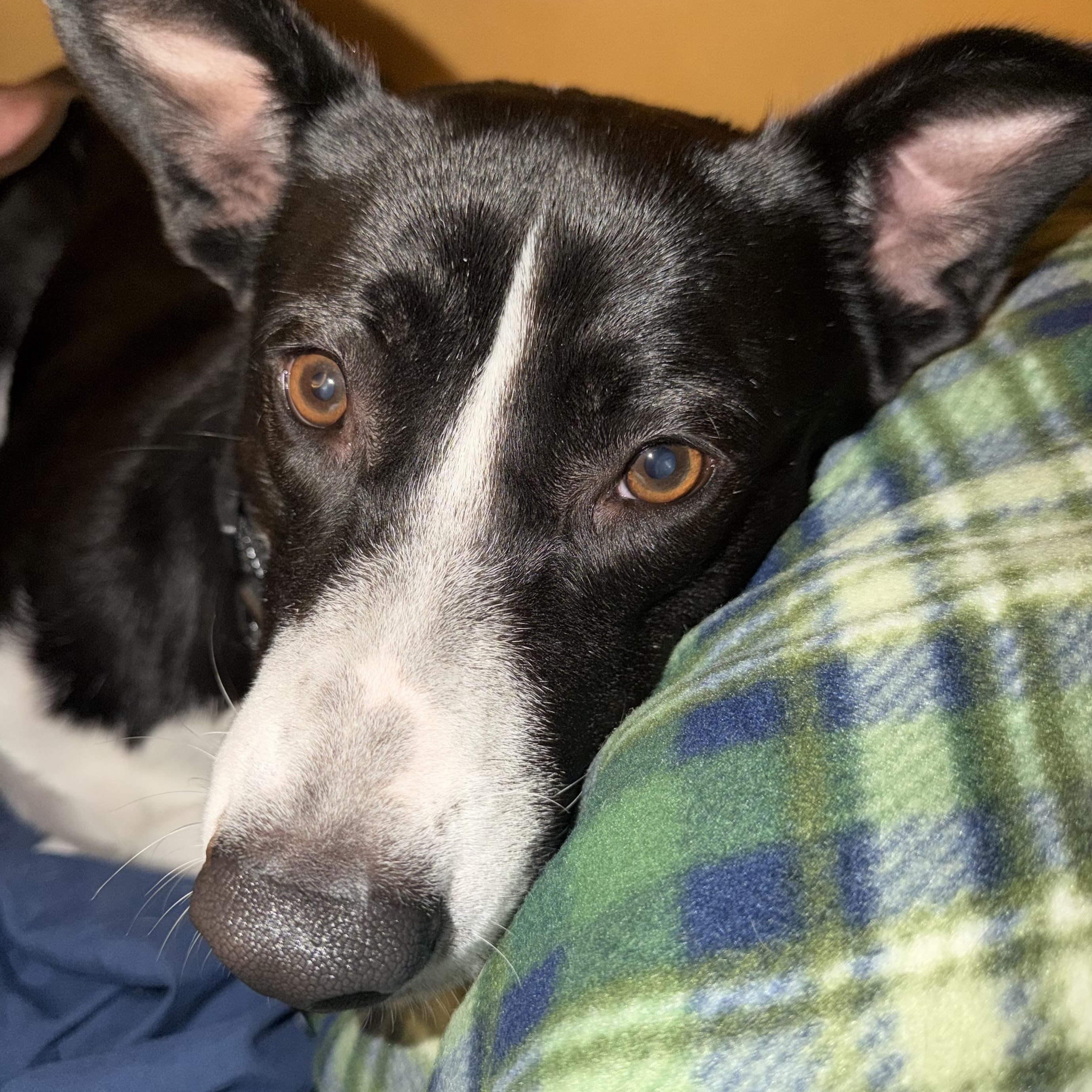 Enlarge Xena, a ADOPTABLE mixed breed in Geneva , NY image 3/3