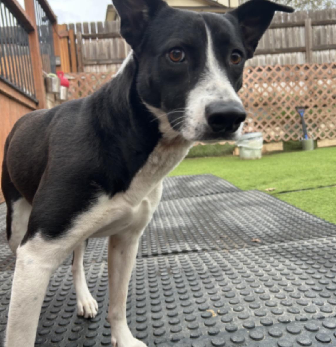 Enlarge Xena, a ADOPTABLE mixed breed in Geneva , NY image 2/3