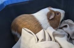 Guinie, Adoptable, Young Male Guinea Pig.