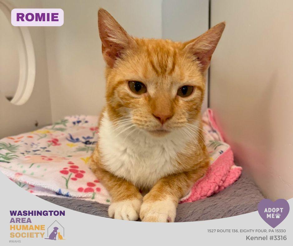 Romie, ADOPTABLE, Young Female Domestic Short Hair.