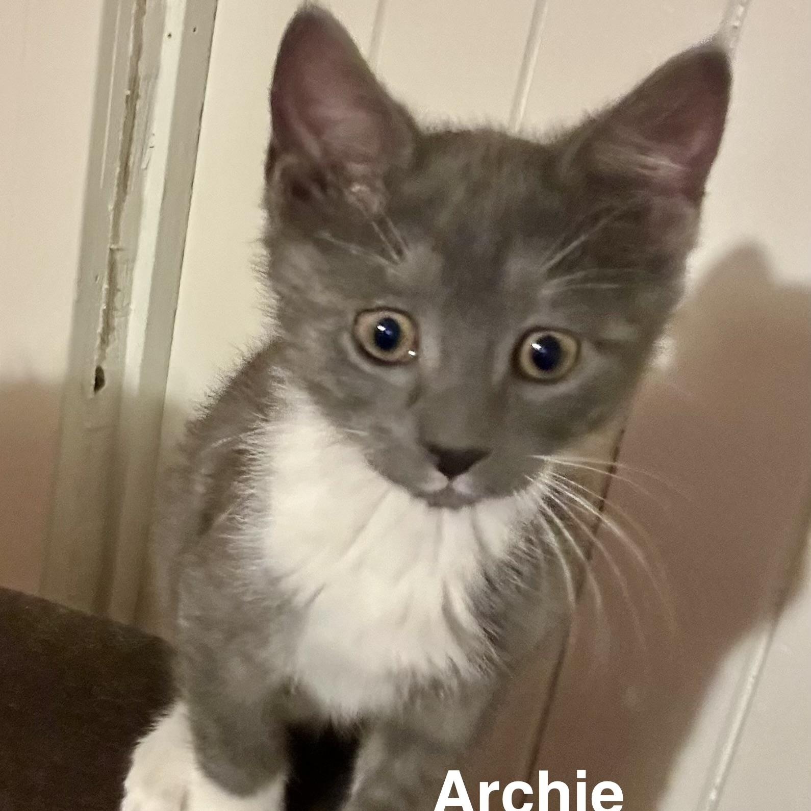 Foster Archie, Adoptable, Kitten Male Domestic Short Hair.