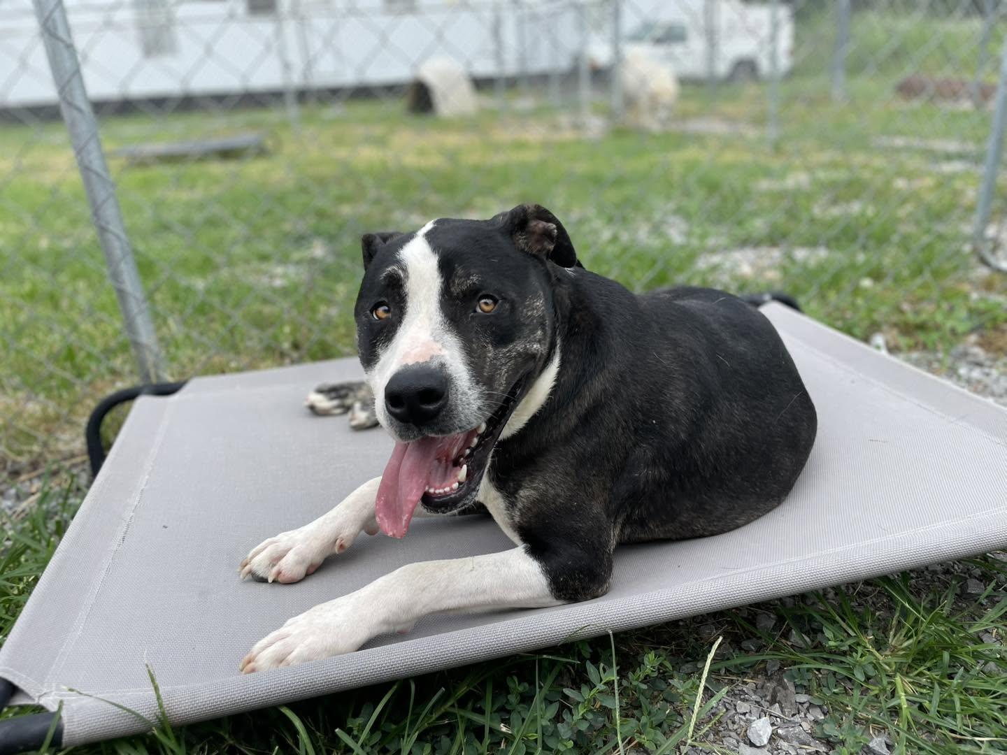 Ruckus, a ADOPTABLE Mixed Breed in Calhoun, KY image 5/6