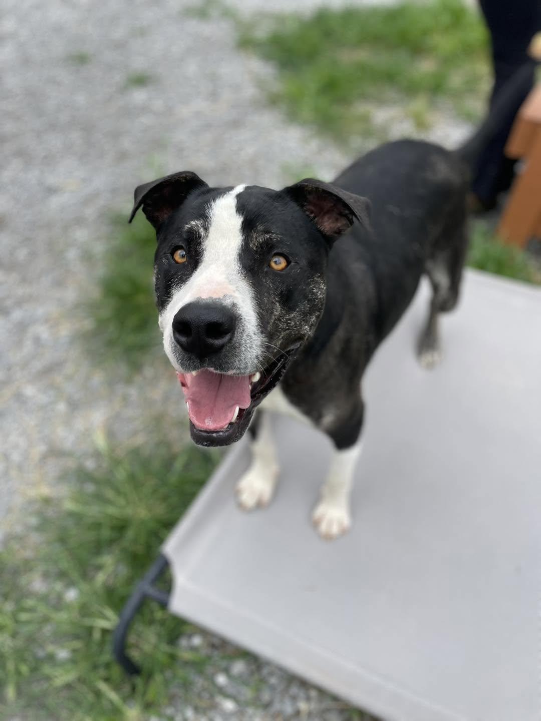 Ruckus, a ADOPTABLE Mixed Breed in Calhoun, KY image 6/6
