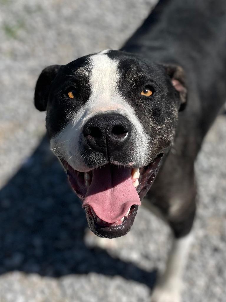 Ruckus, a ADOPTABLE Mixed Breed in Calhoun, KY image 1/6