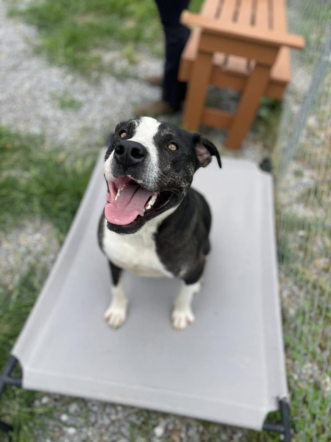 Ruckus, a ADOPTABLE Mixed Breed in Calhoun, KY image 4/6
