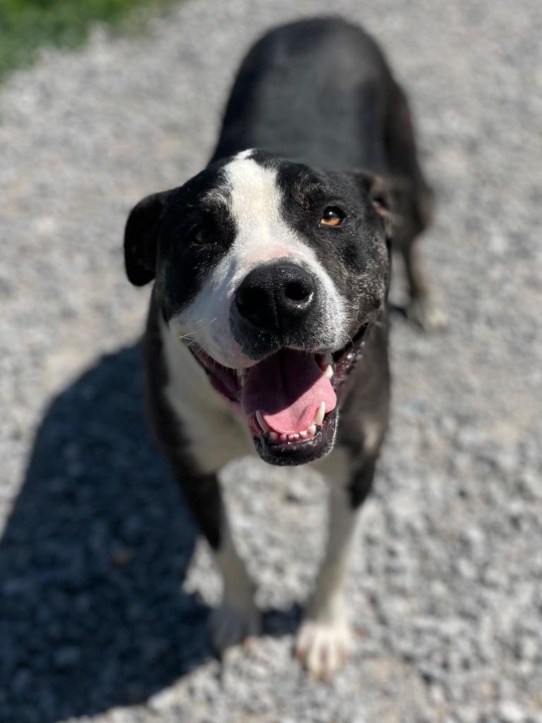 Ruckus, a ADOPTABLE Mixed Breed in Calhoun, KY image 2/6