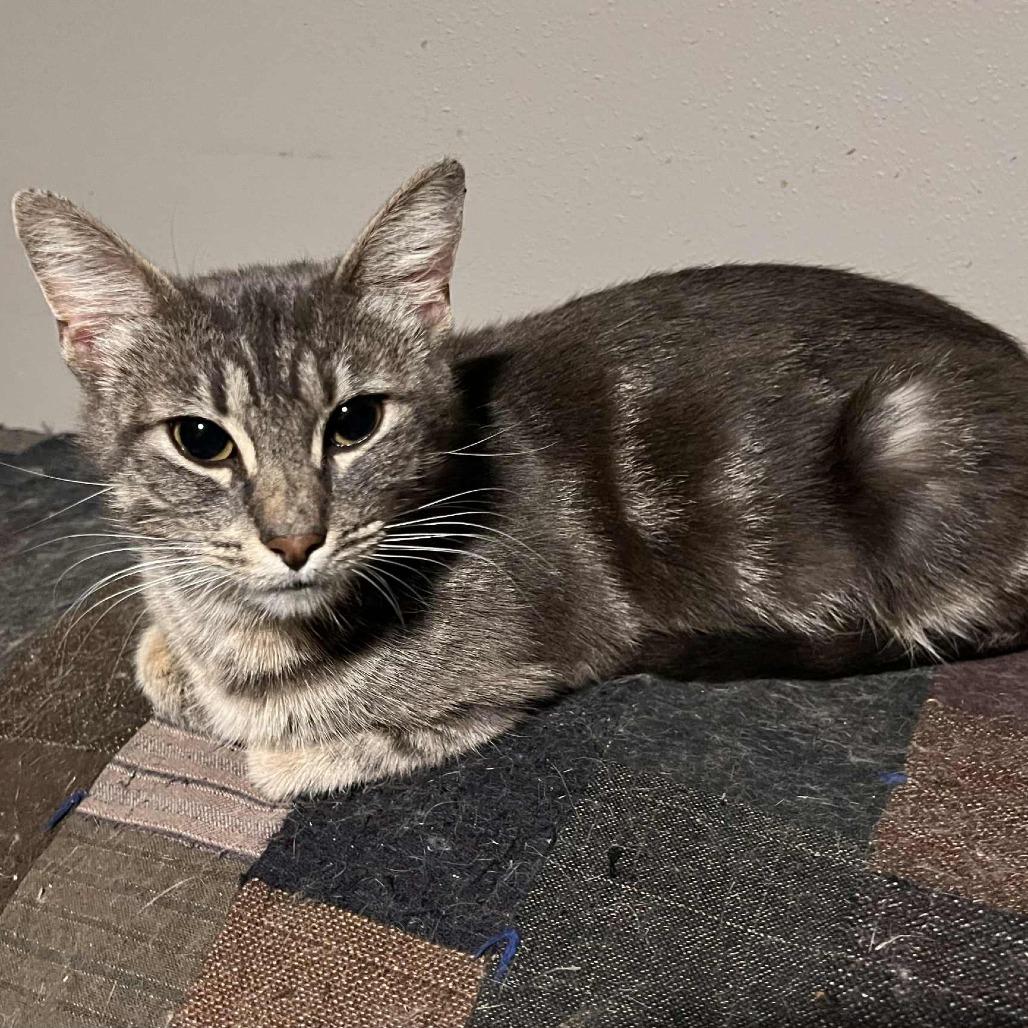 Toba, a Adoptable Domestic Short Hair in Union, MO image 1/2