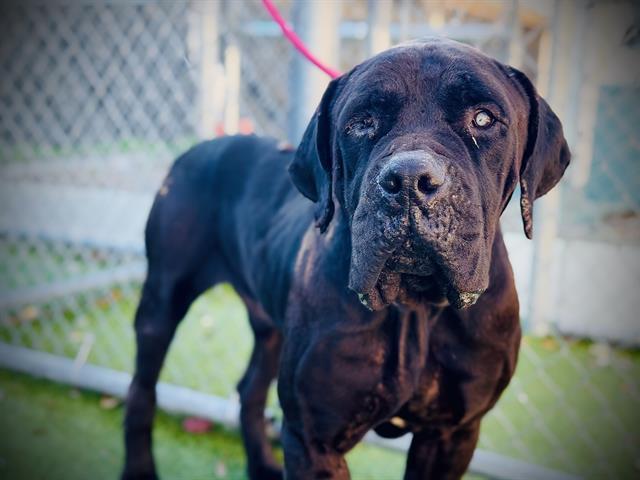Enlarge TYSON, a Adoptable Boerboel in Orlando, FL image 1/1