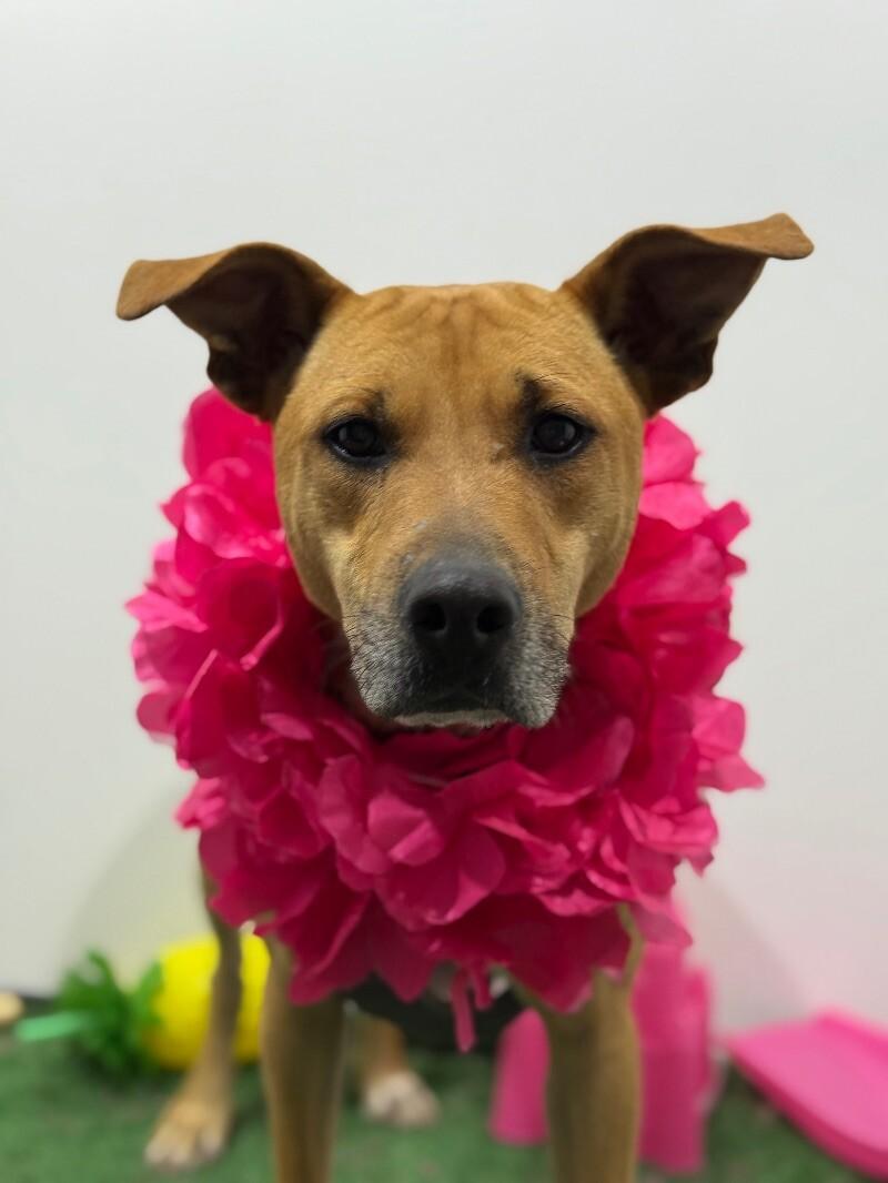 Jake, Adoptable, Young Male German Shepherd Dog & Hound.