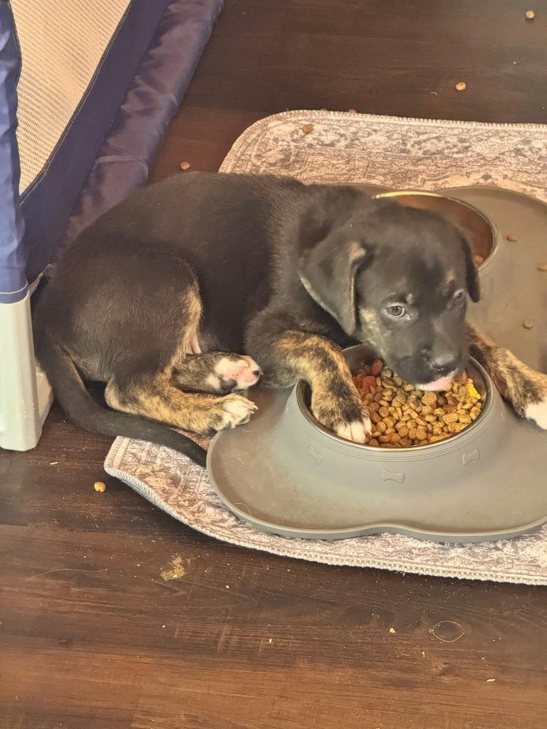John, Adoptable, Puppy Male Mixed Breed.