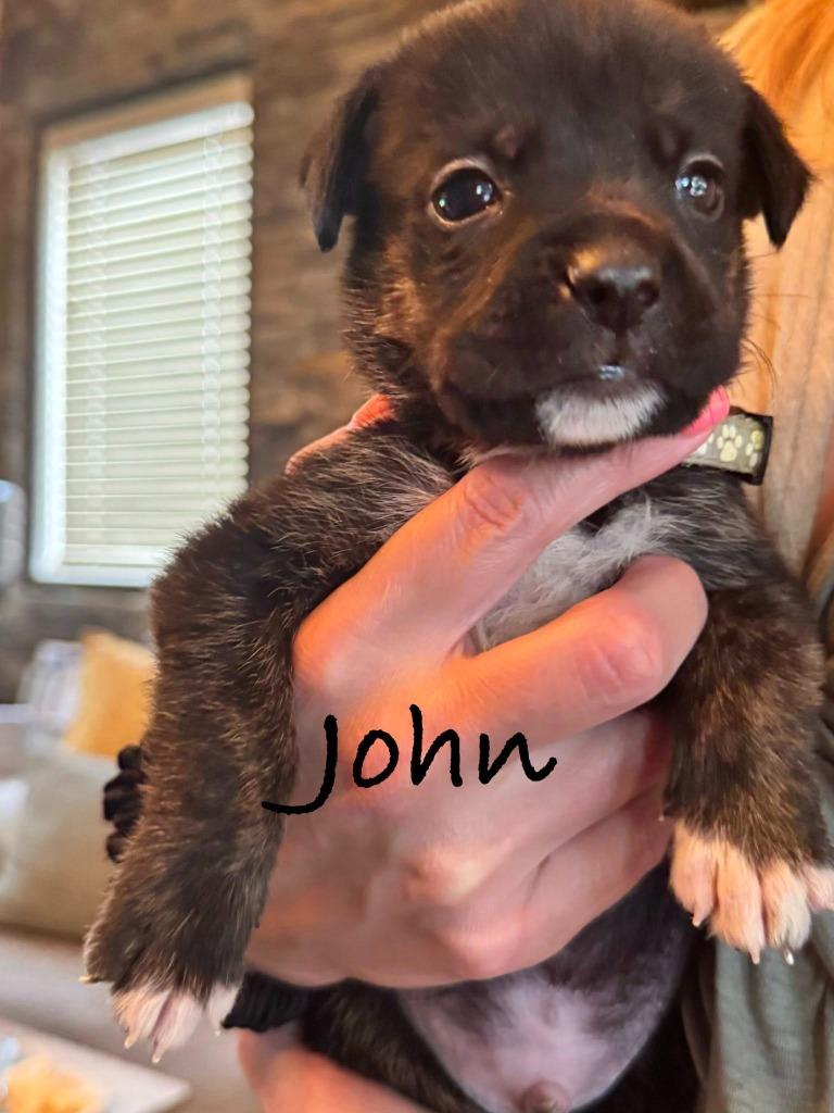 John, a Adoptable Mixed Breed in Mesa, AZ image 2/2