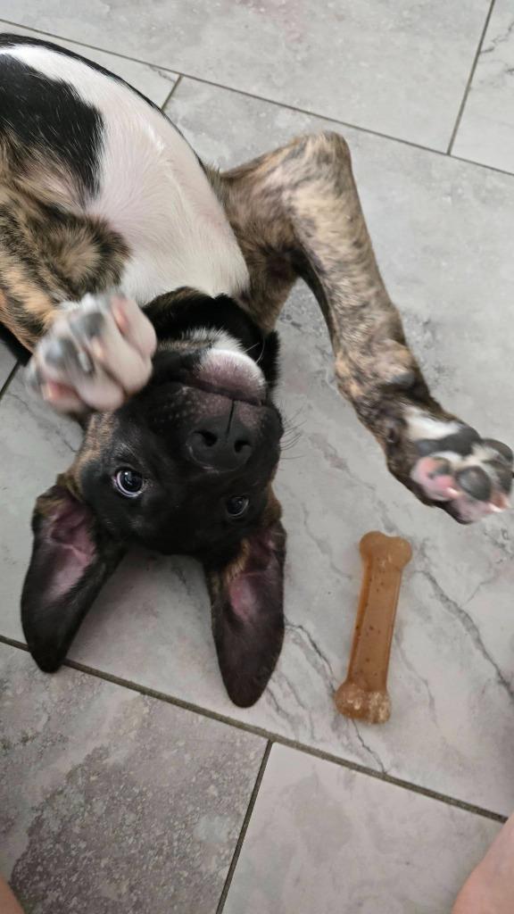 Enlarge John, a Adoptable Mixed Breed in Mesa, AZ image 3/4