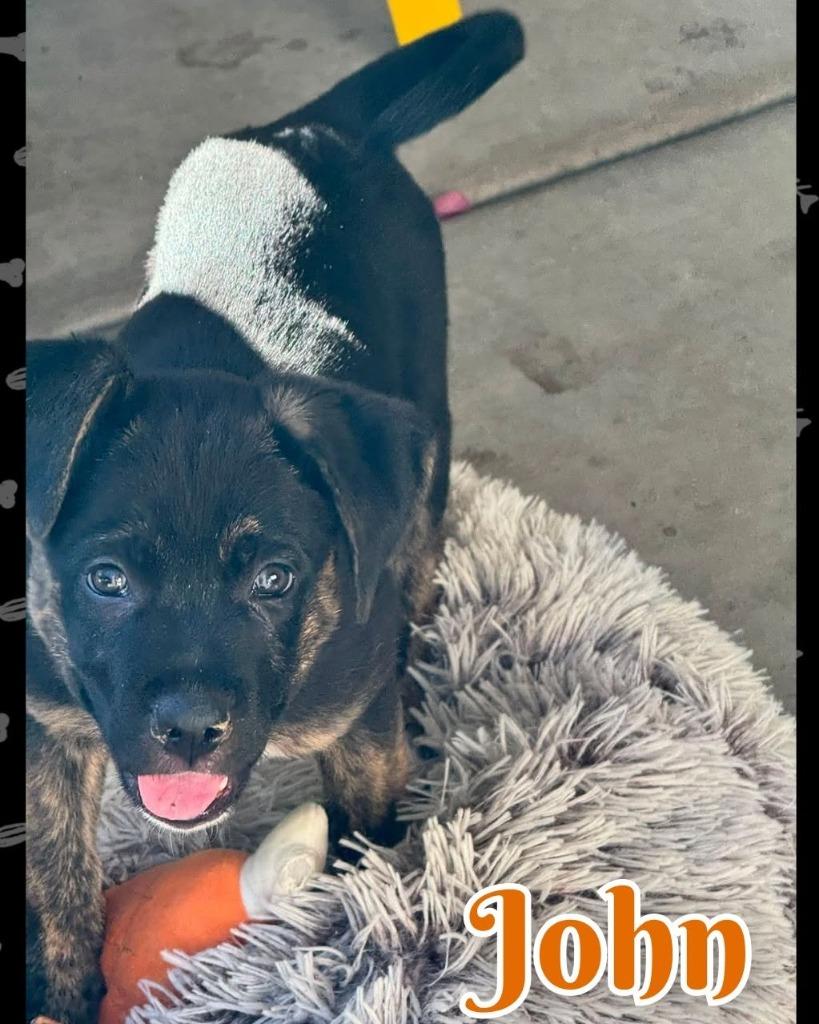 Enlarge John, a Adoptable Mixed Breed in Mesa, AZ image 4/4