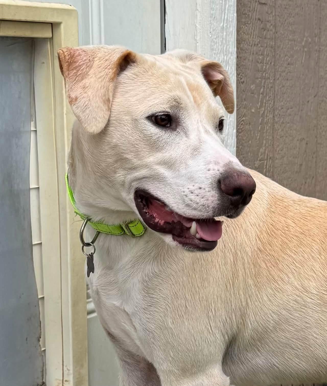 Enlarge Jellybean, a Adoptable mixed breed in Southlake, TX image 4/4