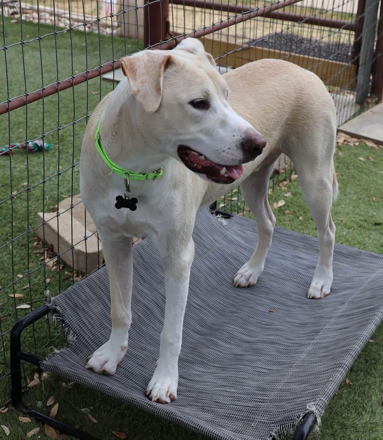 Enlarge Jellybean, a Adoptable mixed breed in Southlake, TX image 3/4