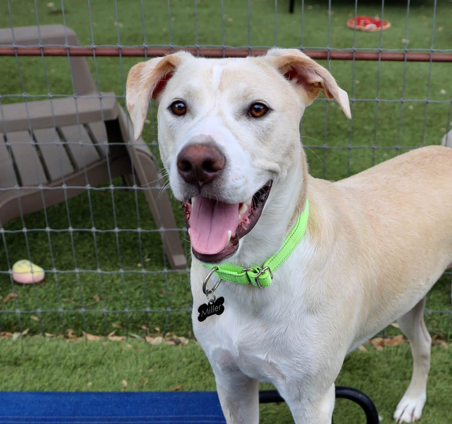 Enlarge Jellybean, a Adoptable mixed breed in Southlake, TX image 2/4