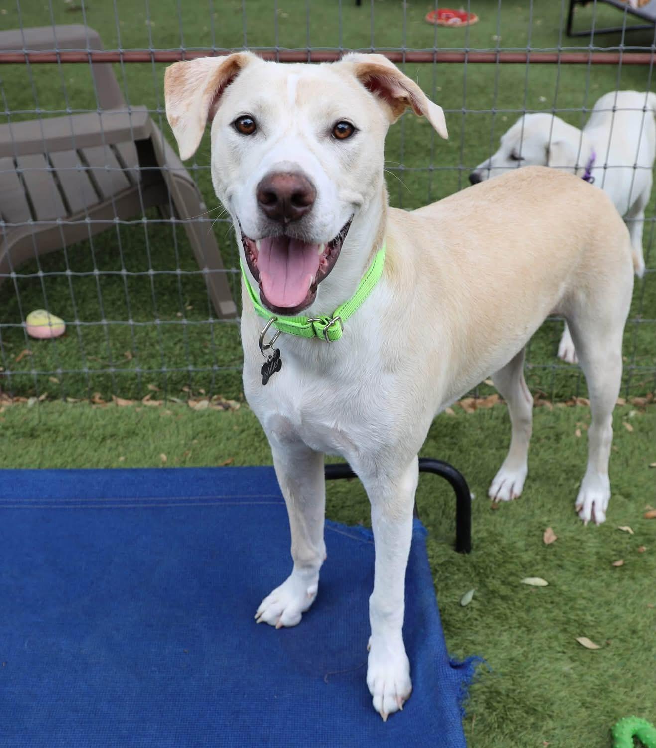 Enlarge Jellybean, a Adoptable mixed breed in Southlake, TX image 1/4