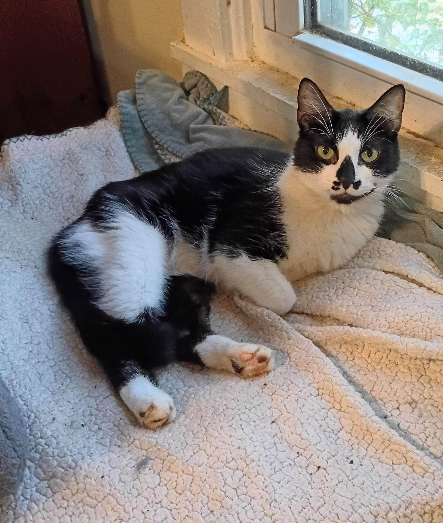 Mia - gentle & loving, Adopted, Adult Female Domestic Short Hair.