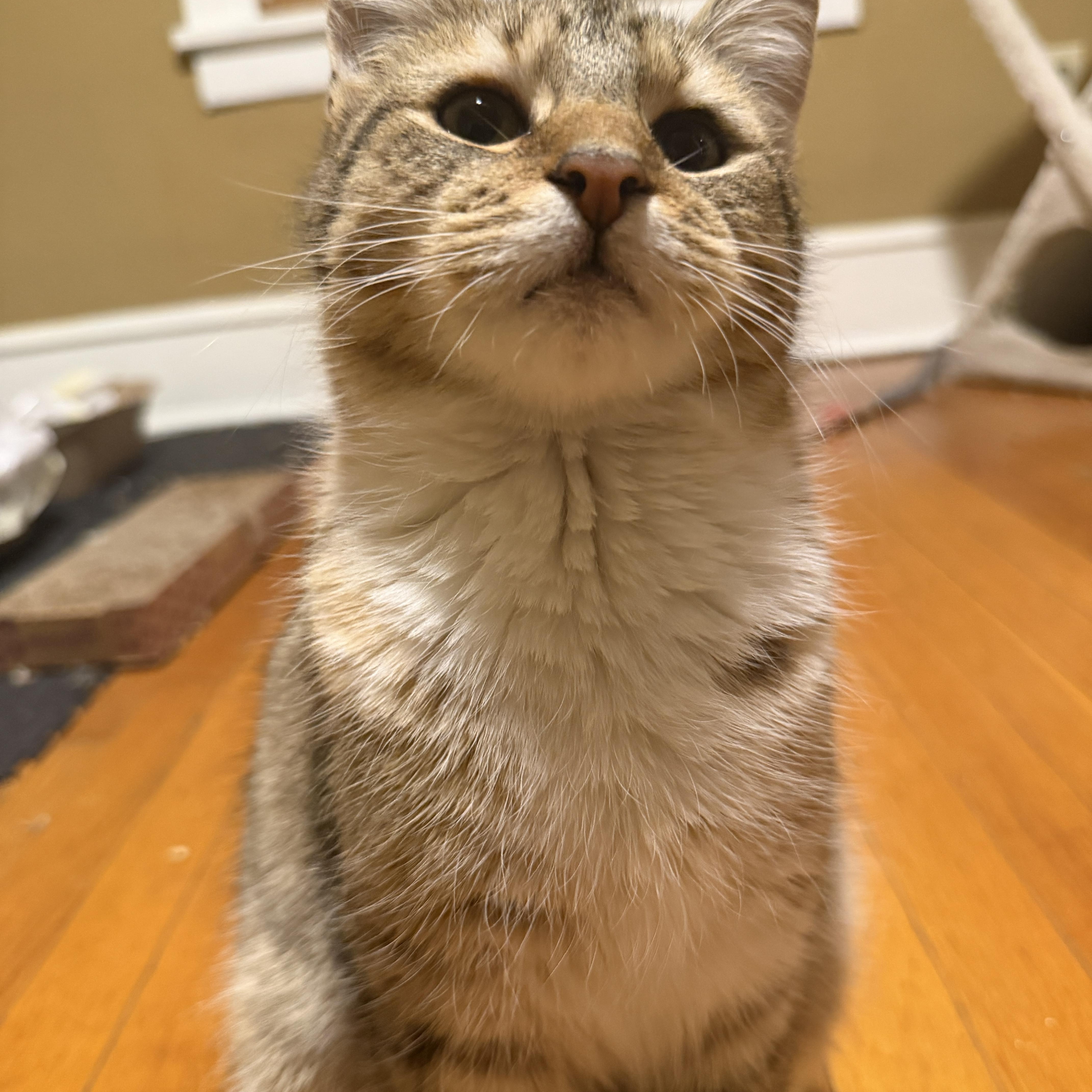 Enlarge Junie, a ADOPTABLE Tabby in Cornwall, NY image 1/6