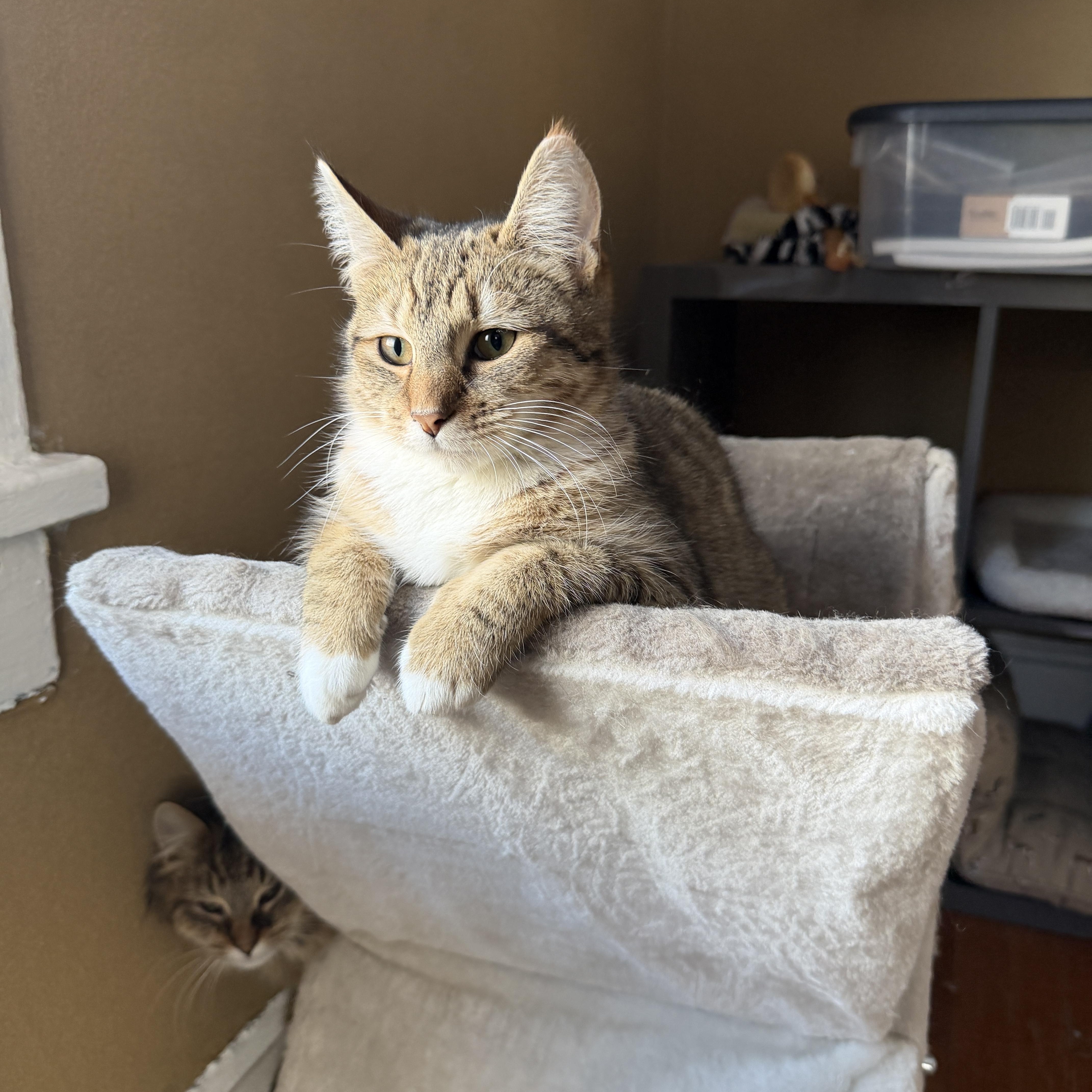 Enlarge Junie, a ADOPTABLE Tabby in Cornwall, NY image 3/6