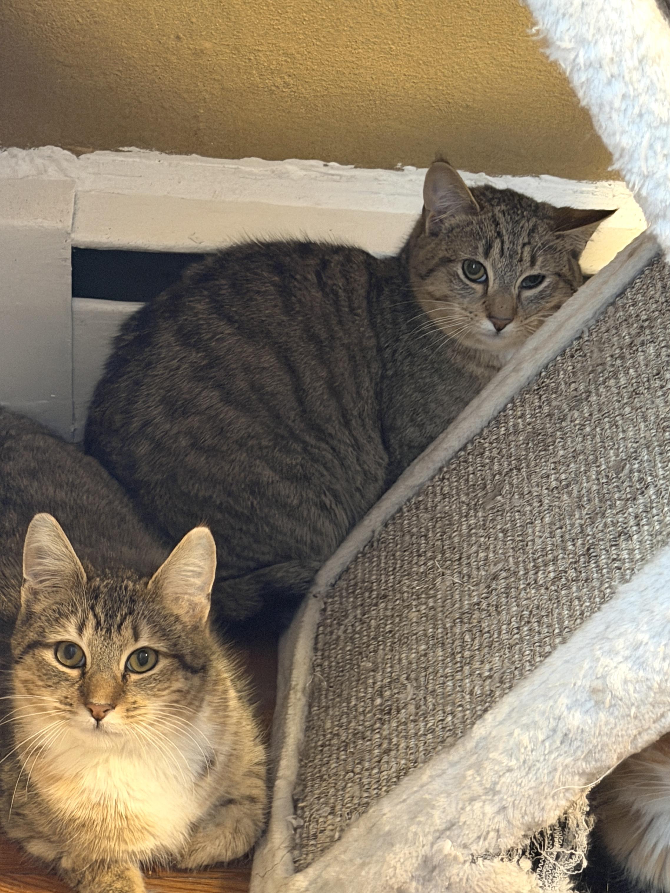 Enlarge Junie, a ADOPTABLE Tabby in Cornwall, NY image 5/6