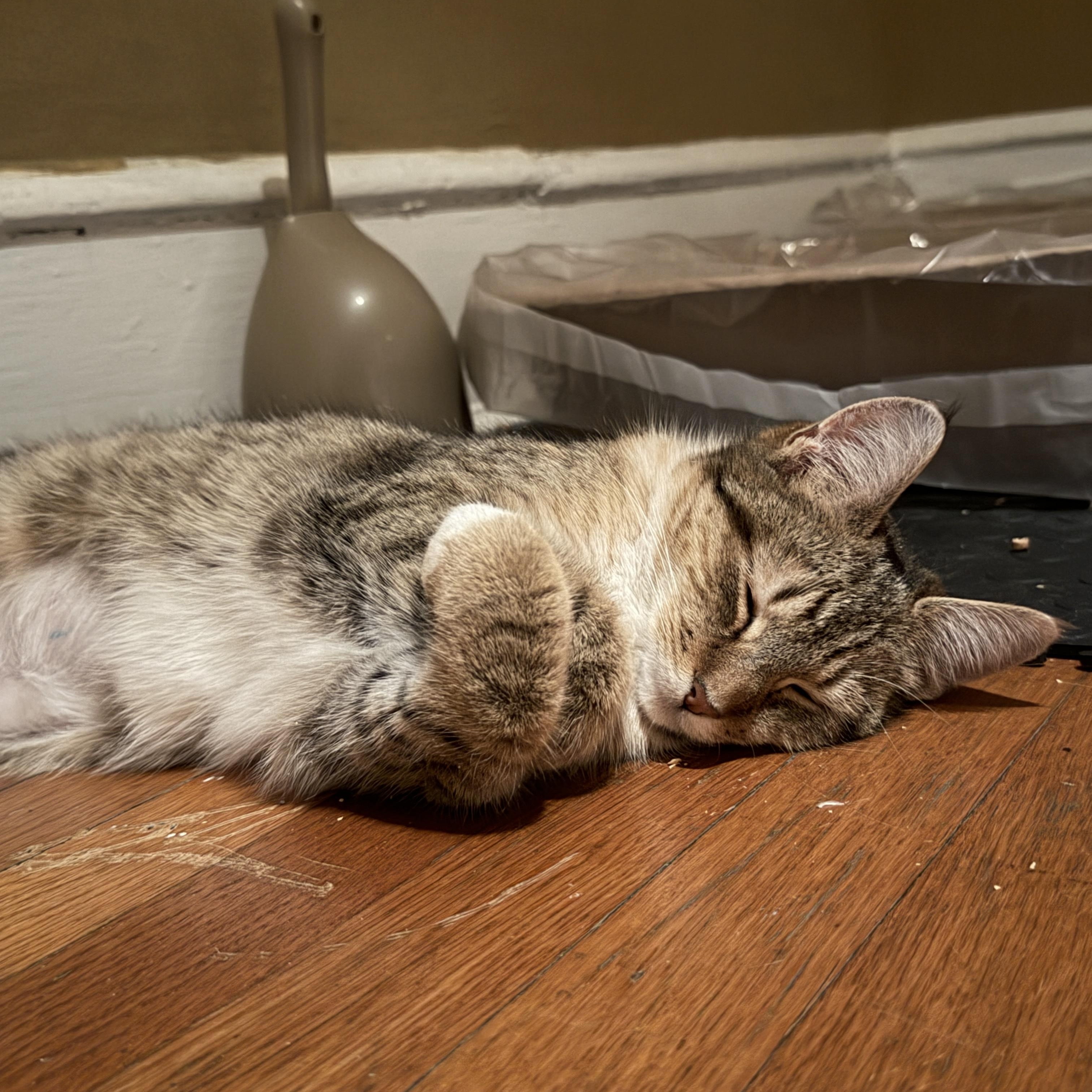 Enlarge Junie, a ADOPTABLE Tabby in Cornwall, NY image 2/6