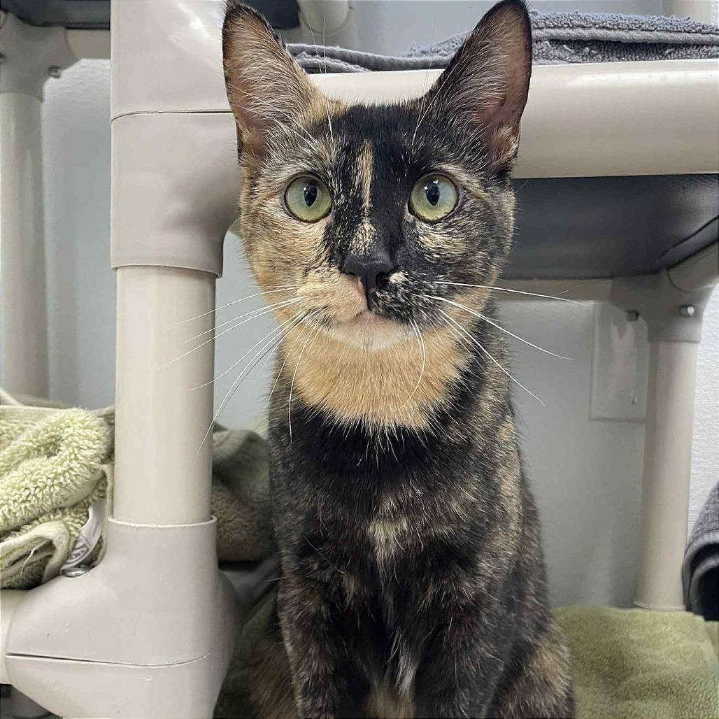 Roslyn, Adoptable, Adult Female Domestic Short Hair.