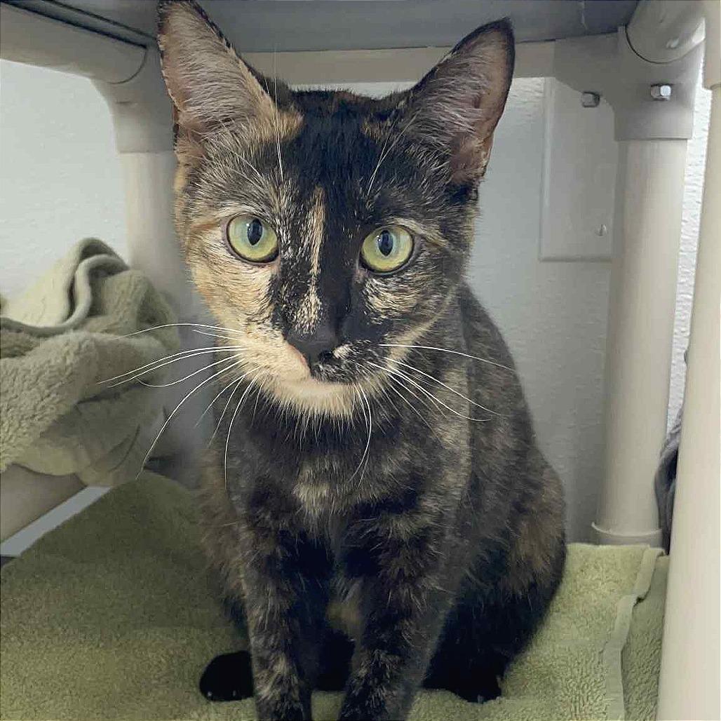 Enlarge Roslyn, a Adoptable Domestic Short Hair in St. Helena, CA image 2/6