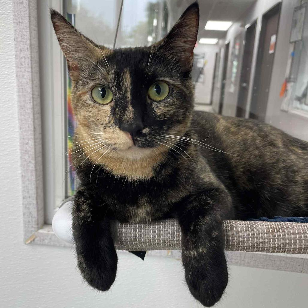 Enlarge Roslyn, a Adoptable Domestic Short Hair in St. Helena, CA image 3/6