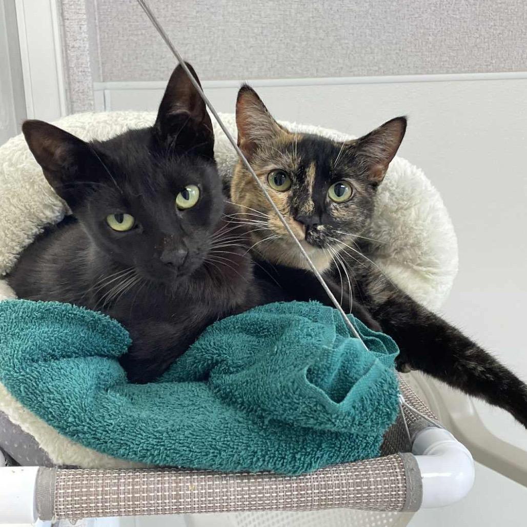Enlarge Roslyn, a Adoptable Domestic Short Hair in St. Helena, CA image 3/5