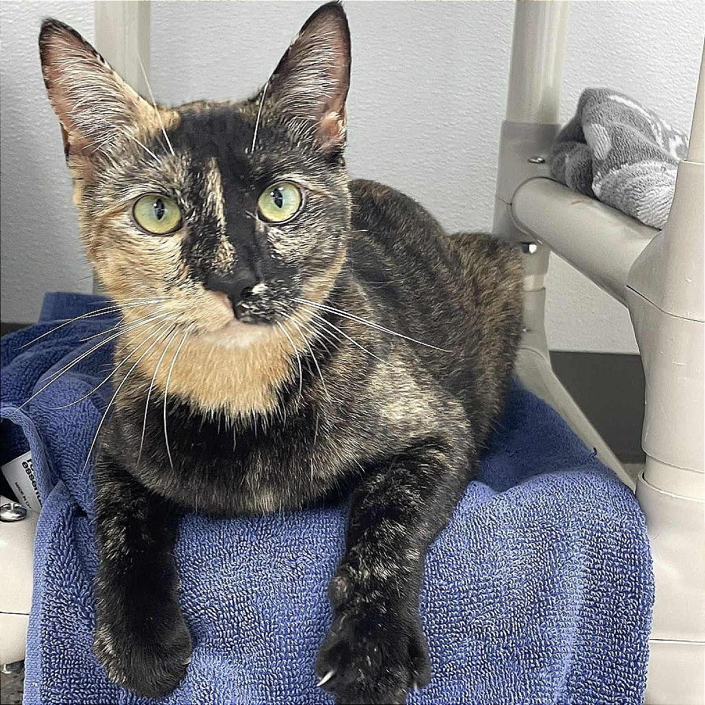 Enlarge Roslyn, a Adoptable Domestic Short Hair in St. Helena, CA image 4/5