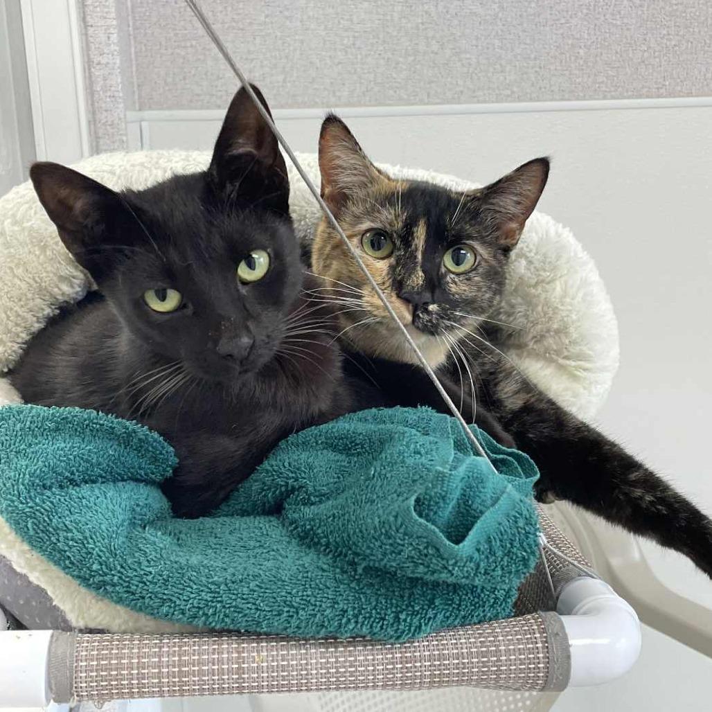 Enlarge Roslyn, a Adoptable Domestic Short Hair in St. Helena, CA image 4/6