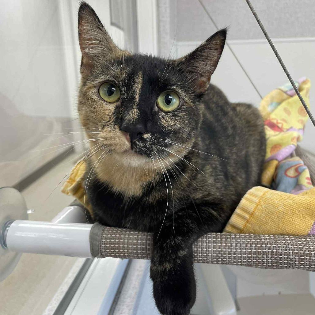 Enlarge Roslyn, a Adoptable Domestic Short Hair in St. Helena, CA image 5/6