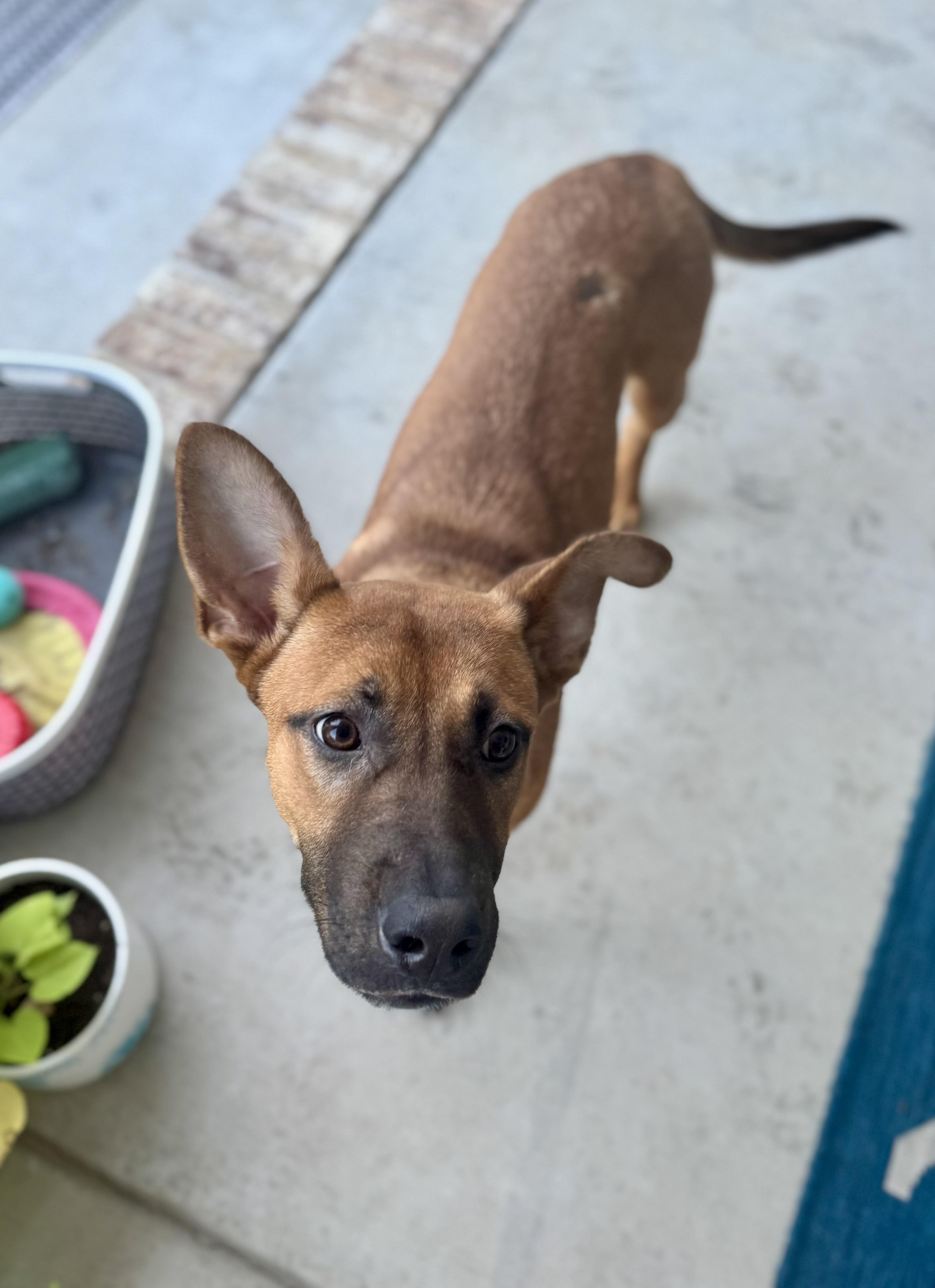 Enlarge Paige, a Adoptable mixed breed in Hartsville, SC image 2/6