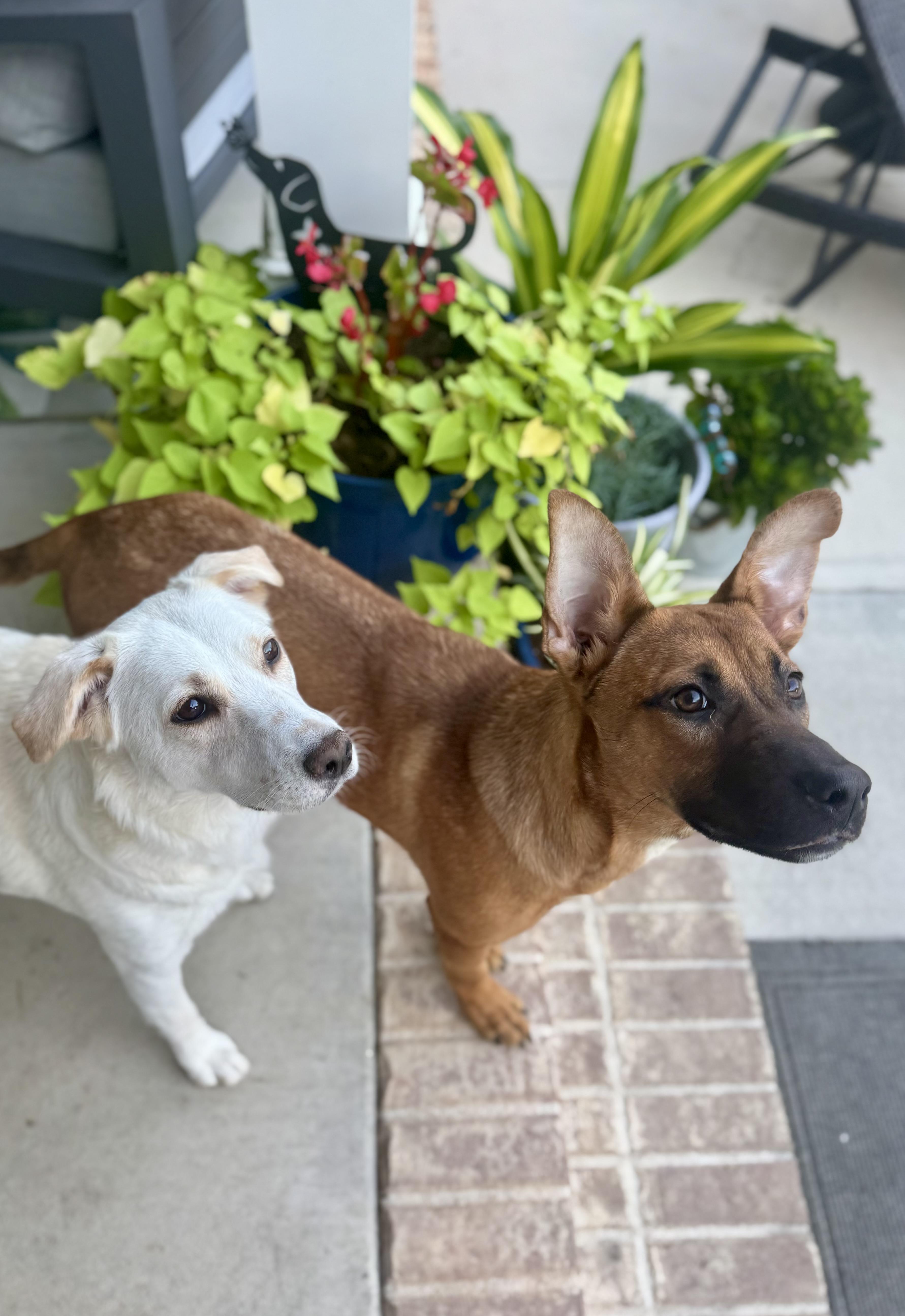 Enlarge Paige, a Adoptable mixed breed in Hartsville, SC image 3/6