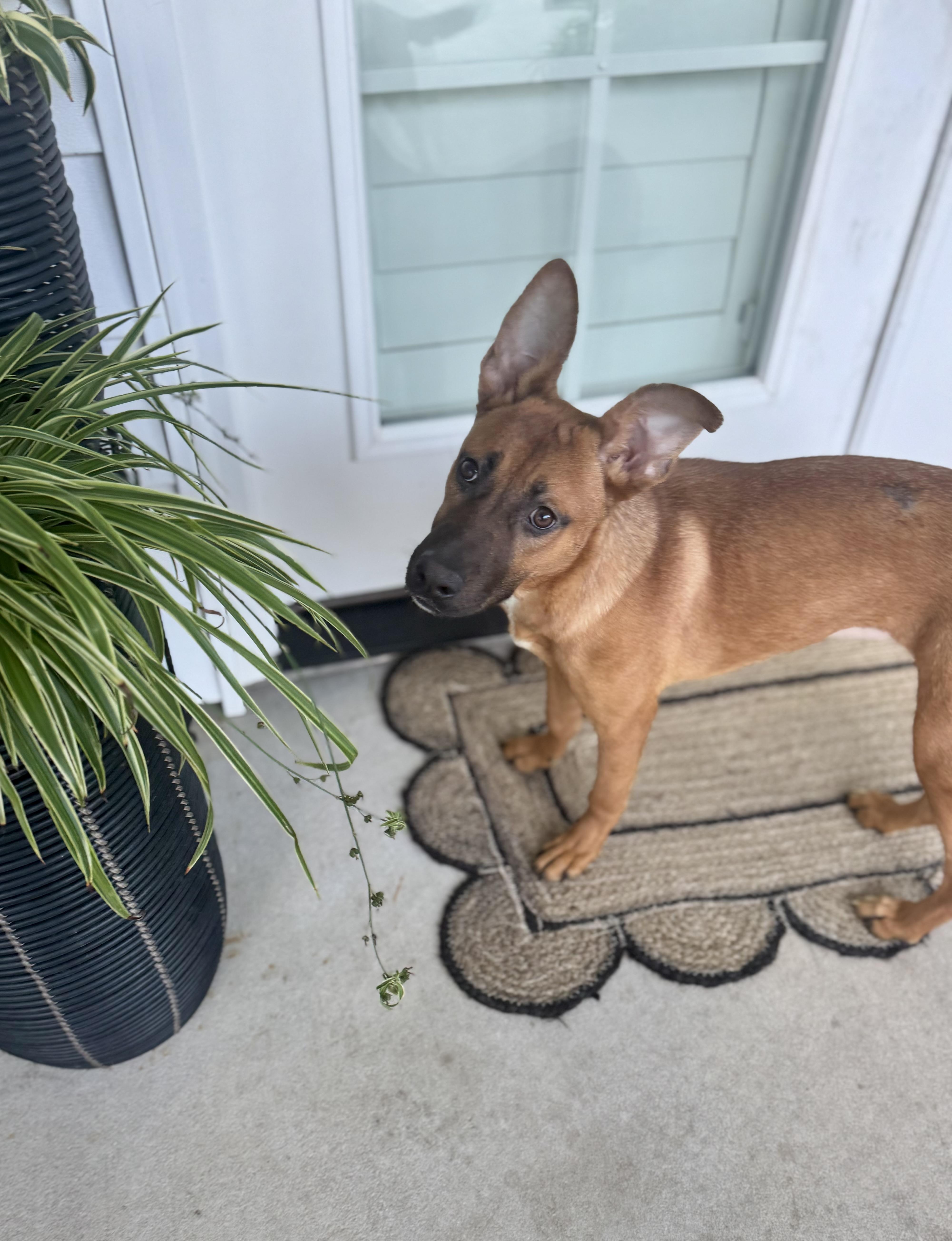 Enlarge Paige, a Adoptable mixed breed in Hartsville, SC image 5/6