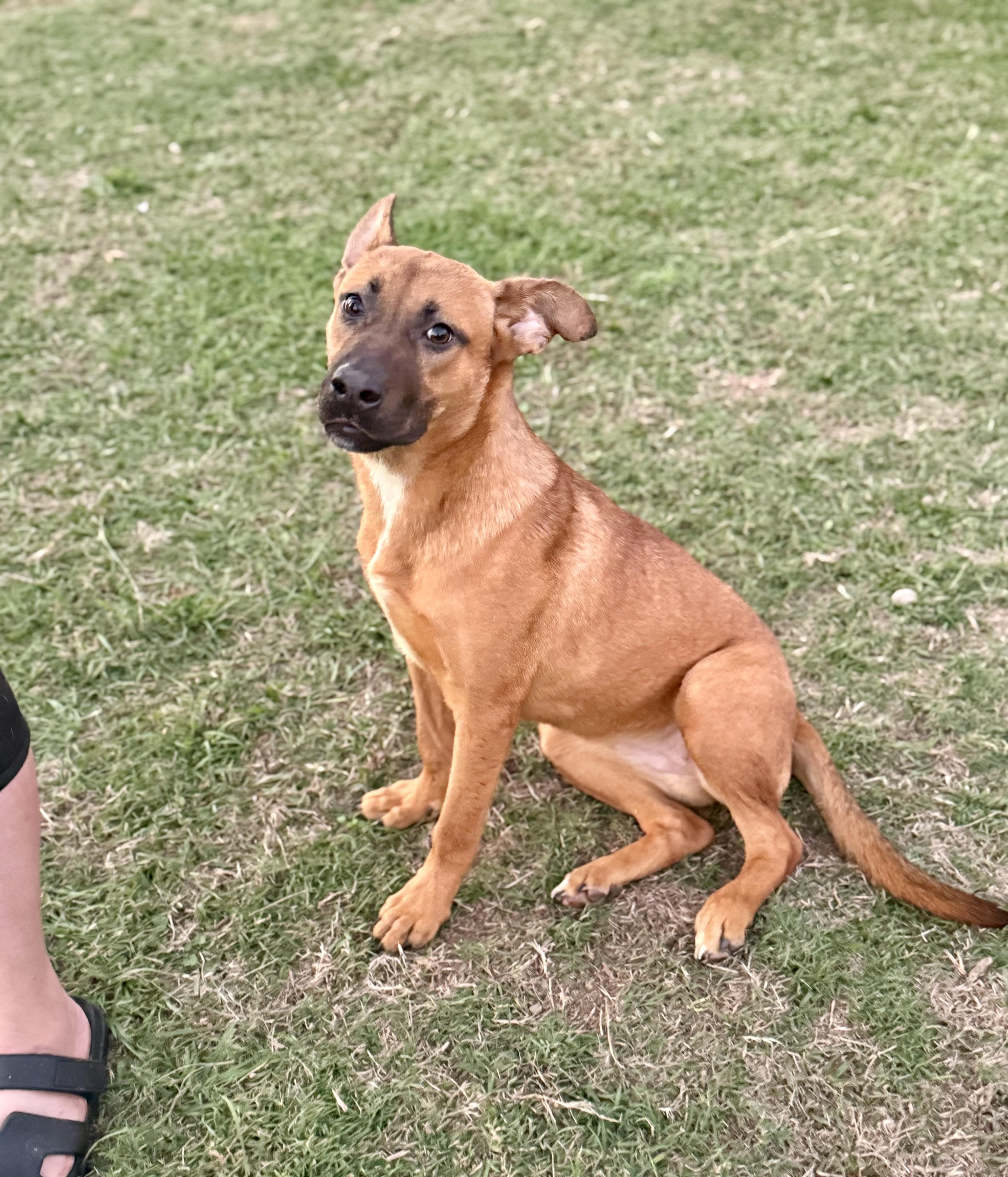 Enlarge Paige, a Adoptable mixed breed in Hartsville, SC image 6/6