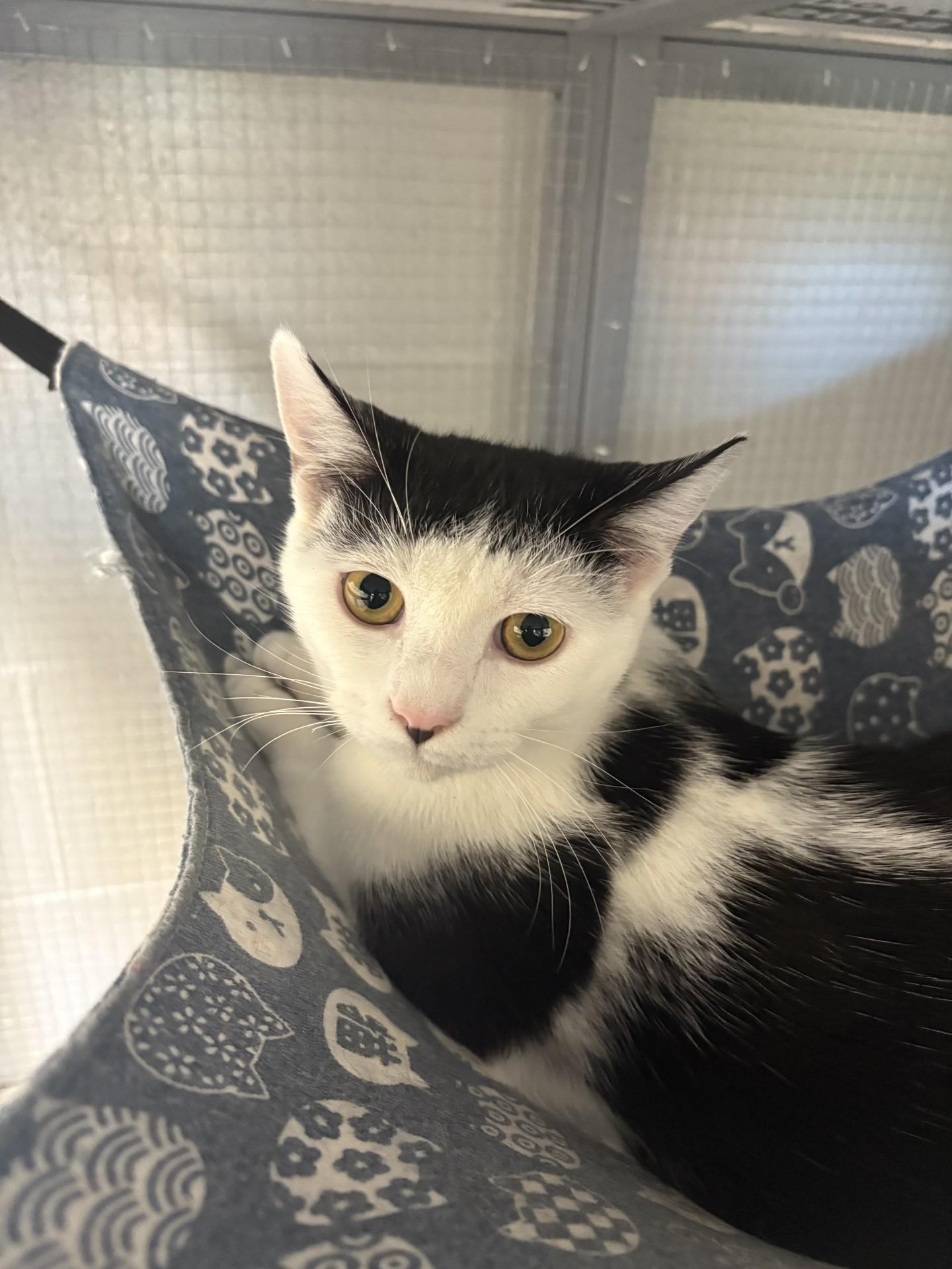 Chester, adopted, Young Male Domestic Short Hair.