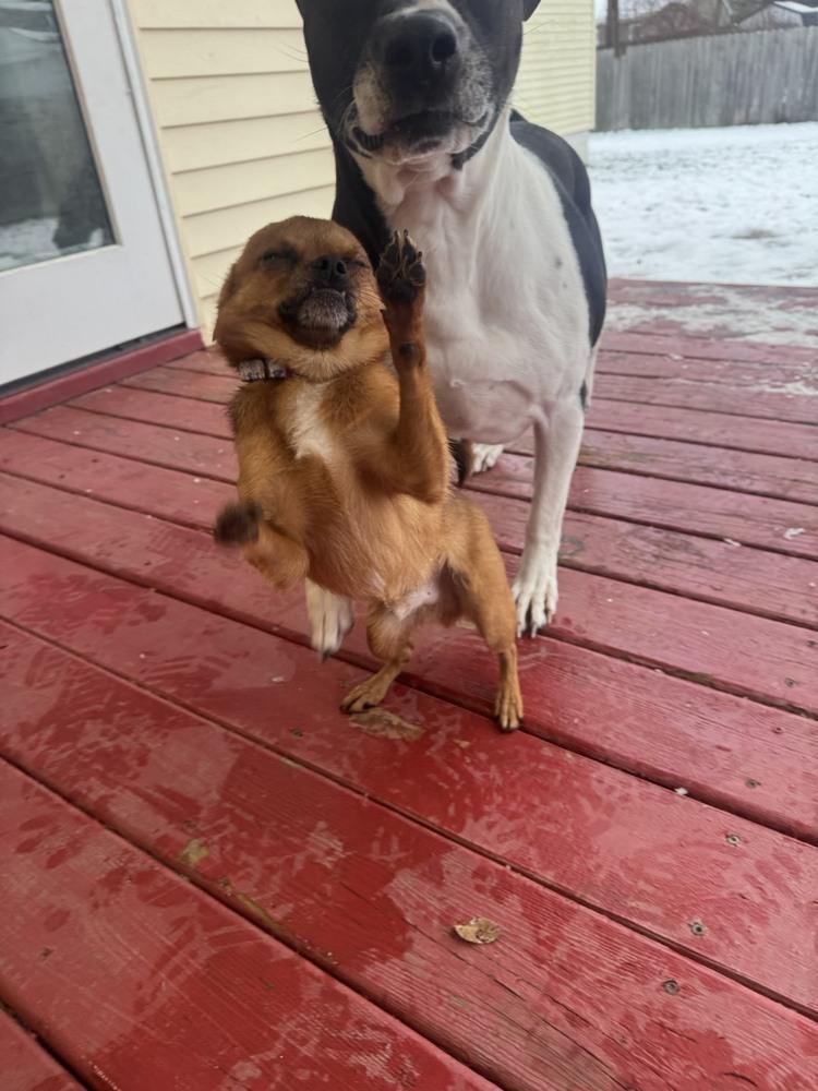 Salmon (26-013 D), Adoptable, Adult Male Chihuahua.