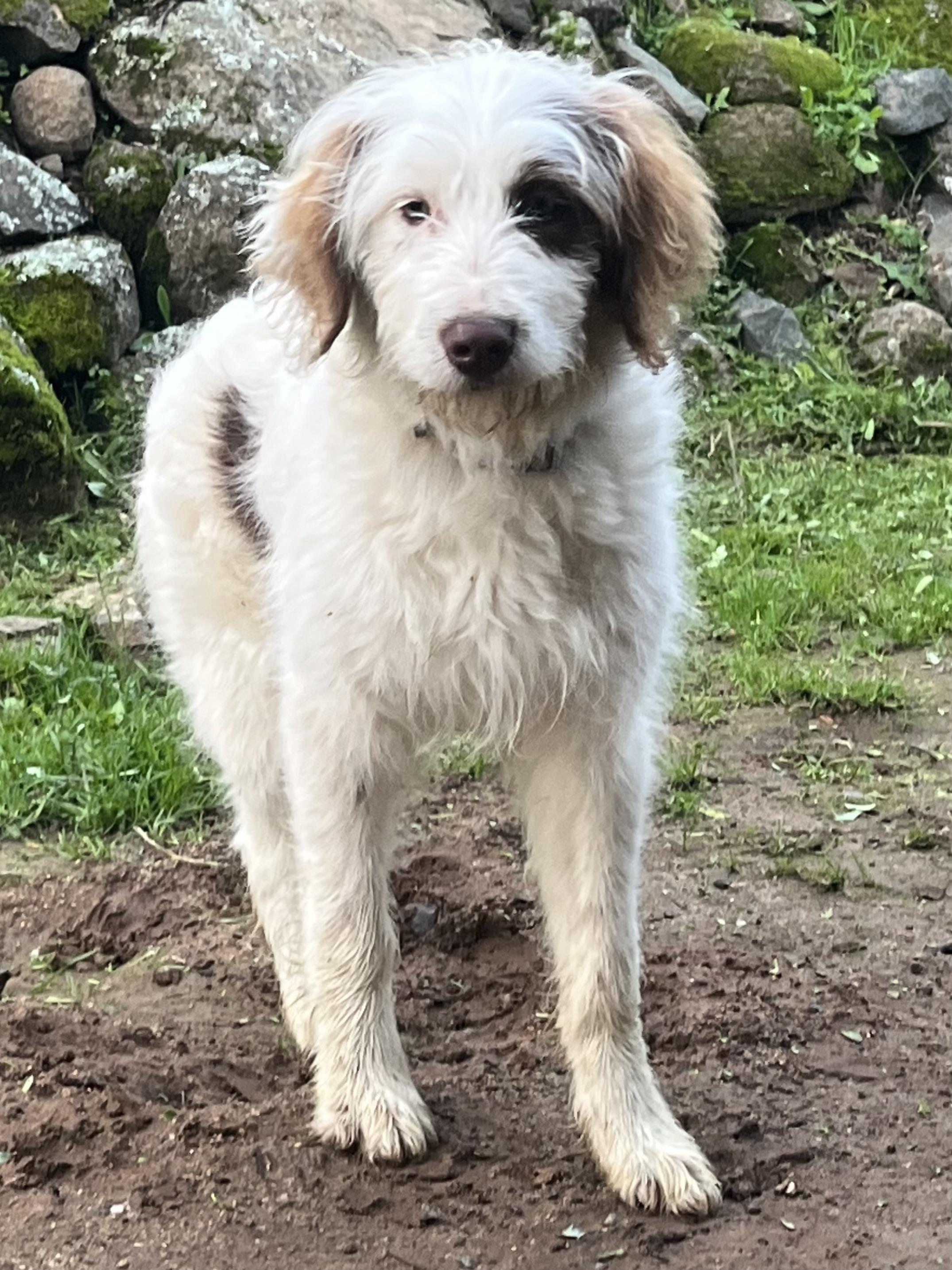 Benny, ADOPTABLE, Young Male Aussiedoodle.