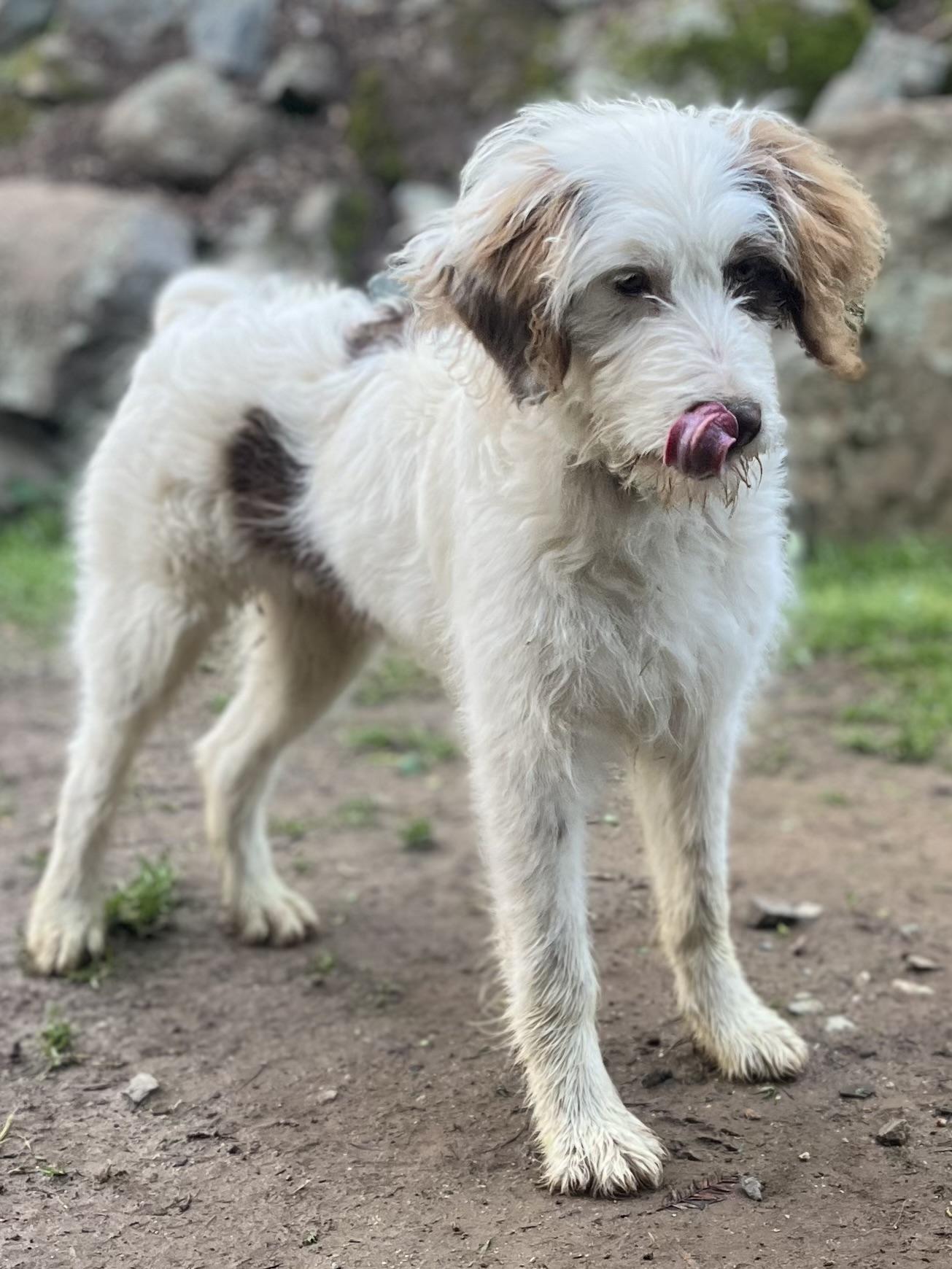Benny, a ADOPTABLE mixed breed in Rough And Ready, CA image 3/5