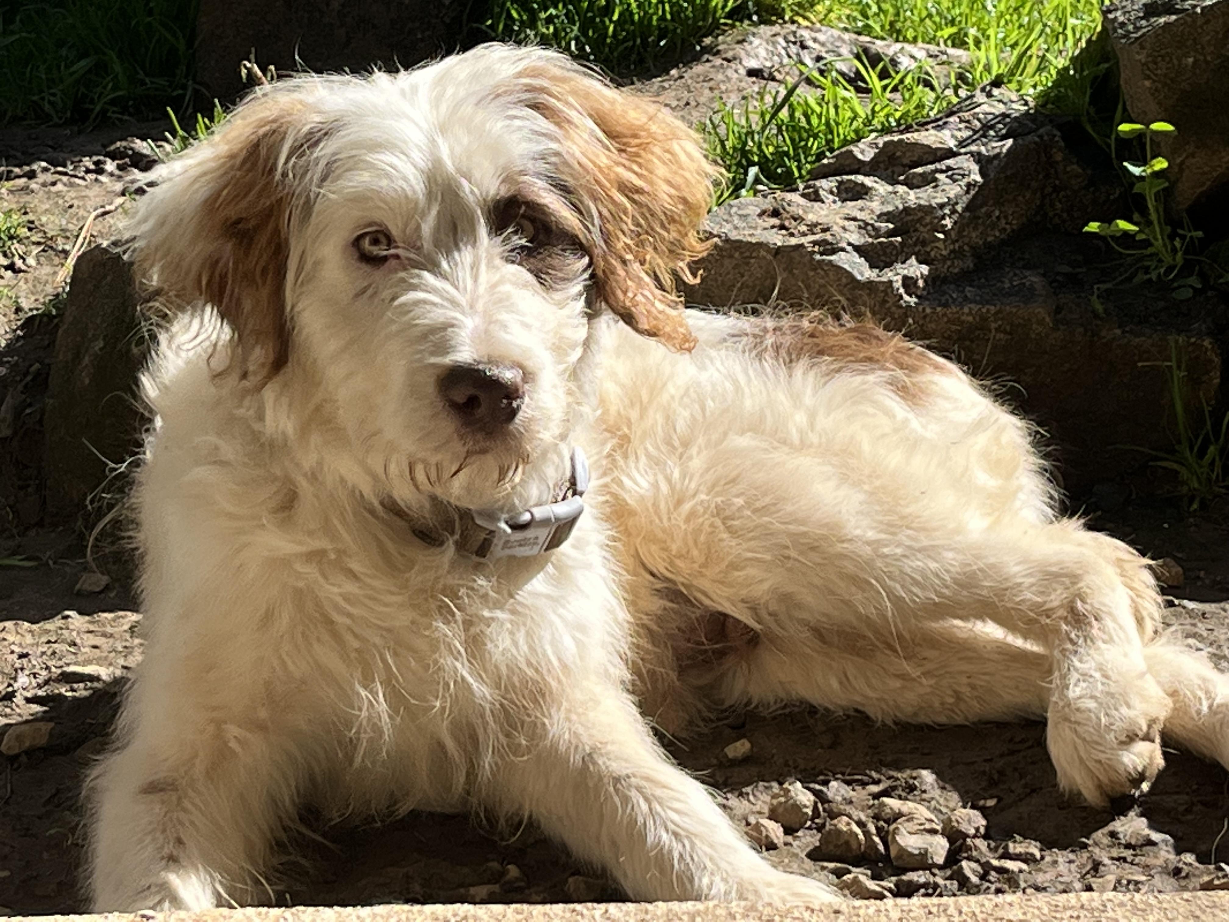 Benny, a ADOPTABLE mixed breed in Rough And Ready, CA image 5/5